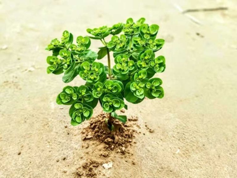 The Rise of Green Investments